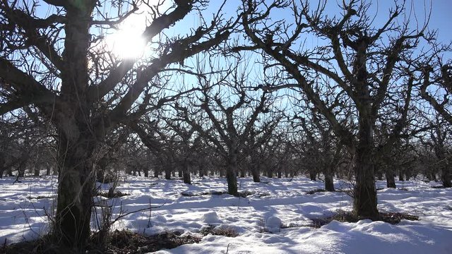 Apple Tree Orchard in Winter, Bio Fruits Farm in Snow, Sun Rays in Branches 4K