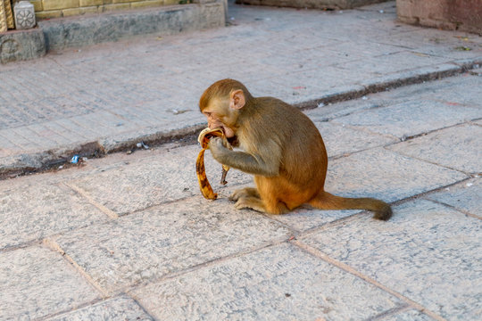Macaque monkey eating banana at Swayambhunath Stupa (The Monkey Temple), Kathmandu, Nepal