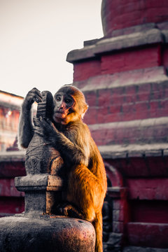 Macaque monkey at Swayambhunath Stupa (The Monkey Temple), Kathmandu, Nepal