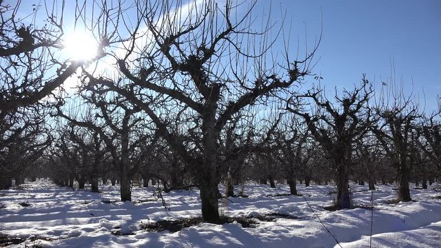 Apple Tree Orchard in Winter, Bio Fruits Farm in Snow, Sun Rays in Branches 4K