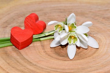 Romantic decoration - snowdrops  (Galanthus nivalis) with red hearts on a cherry wood background