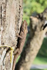 A lizard on a tree.
