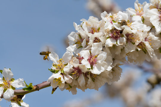 abeja transportando el polen 
