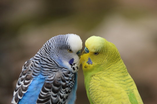 Budgerigar&acute;s