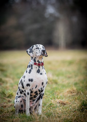 Proud Dalmatian
