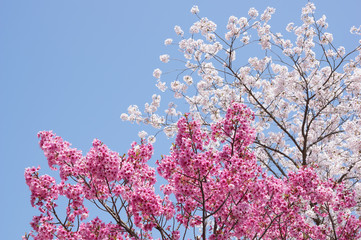 金刀比羅宮の桜　(香川県琴平町)