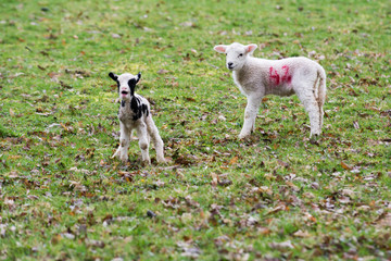 Baby lamb in field in spring during lambing season