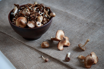 forest mushrooms in a bowl