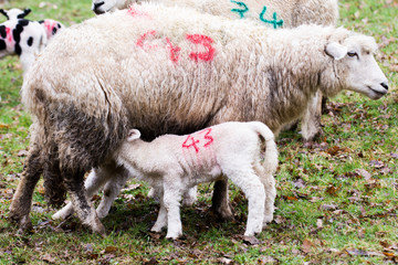 Baby lamb and mother in a field, lamb is feeding from the mother