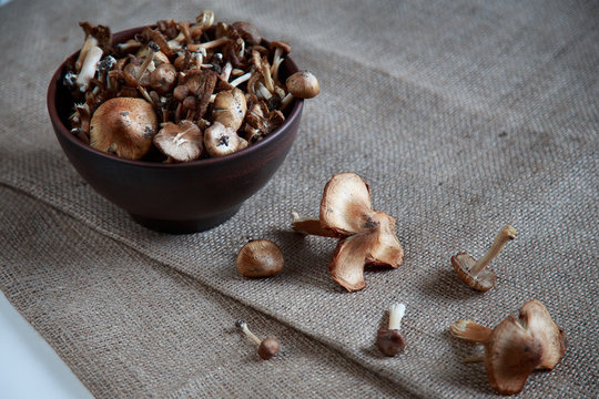 forest mushrooms in a bowl