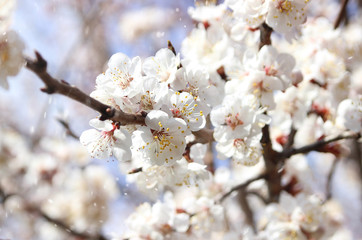 flowering trees, spring garden