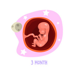 Stage of fetal development. Human anatomy. 3rd month of pregnancy. Vector element for infographic, medical poster or brochure