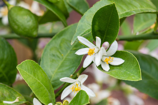 close-up of lemon tree with flowers in bloom
