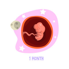 First month of pregnancy. Growth fetal in womb. Embryo development. Vector element for poster, educational book or medical brochure