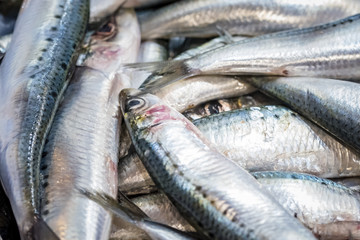 Pile of sardines. A view of a large pile of freshly caught sardines.