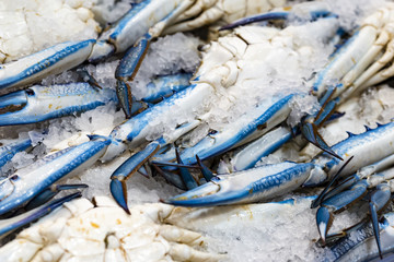 Pile of blue crab. Fresh blue crab with ice display at market. 