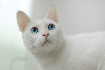 Portret białego kota z niebieskimi oczami
