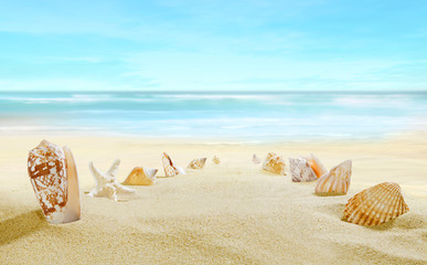 Fototapeta na wymiar Sandy beach. Path from shells on the sand.