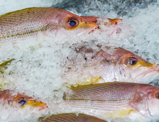 Fresh hussar fishes with ice. Fresh hussar fishes displayed on the market, side view.