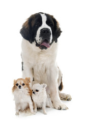 young saint bernard and chihuahuas