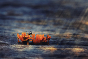 Mosquitoes die on fungus and wood floor