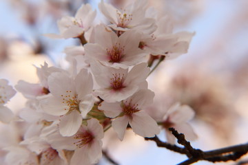 染井吉野 ( ソメイヨシノ )