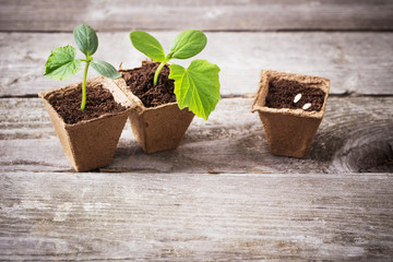 cucumber seedlings on a wooden background