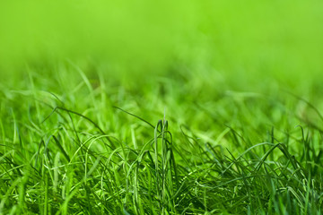 Beautiful and perfect green background by the fresh grass. With a blurry background and perspective.