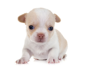 Fototapeta premium puppy chihuahua in studio