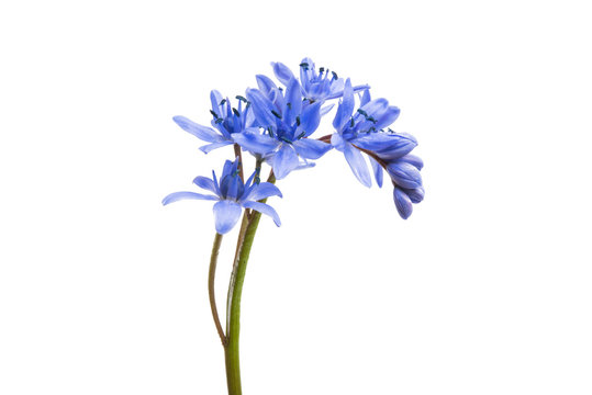 spring blue flowers isolated