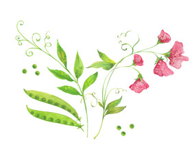 watercolor  green pea