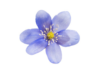 hepatica nobilis isolated