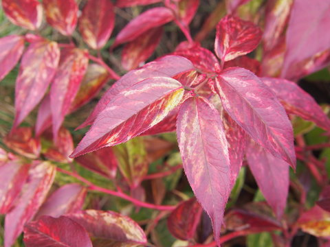 Leucothoe fontanesiana 'Rainbow' - Switch Ivy, highland doghobble, fetter-bush, mountain doghobble, spring