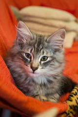 Norwegian Forest kitten