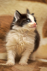 Fototapeta na wymiar cute fluffy black with white kitten on beige background