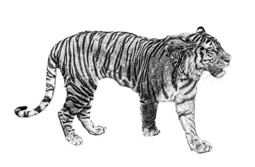 isolated on white large tiger sketch