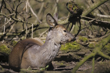 Il capriolo (Capreolus capreolus) nel bosco