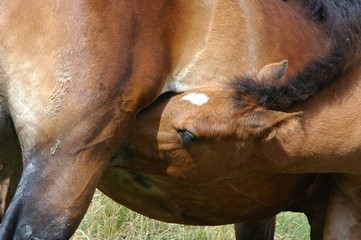 Obraz premium horse that is nursed