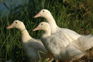 ducks in a row