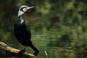 Ritratto di un cormorano comune (Phalacrocorax carbo)