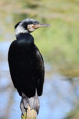 Ritratto di un cormorano comune (Phalacrocorax carbo)