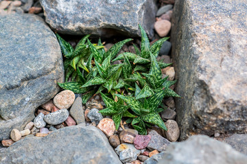 top view of Aloe variegata in pebbles and stones, natural background