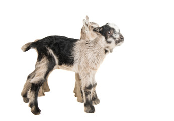 young goats isolated