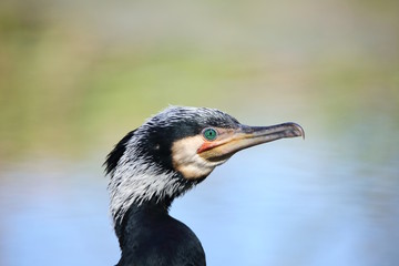 Ritratto di un cormorano comune (Phalacrocorax carbo)
