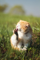 funny ginger cat tongue licking filthy hands on a green spring meadow