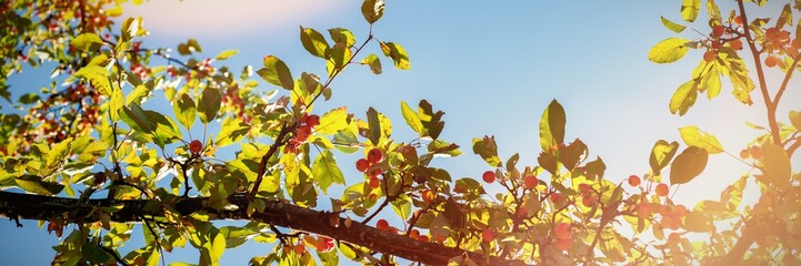 Tree branch with ripe fruits against the sky