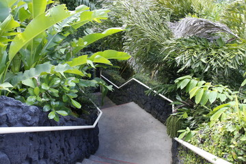 stair with plant