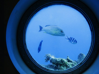 fish on the window