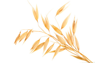 oat spike or ears isolated on white background close-up