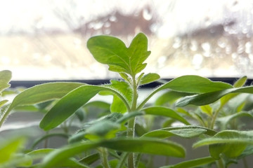 Obraz premium Green sprout in the window blurred background sunlight